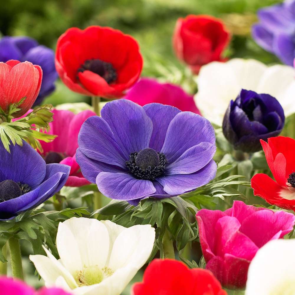 Anemone 'De Caen' mix